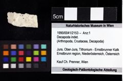 Foto (Objket + Etiketten) von Decapoda indet. 